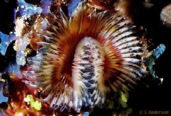 "Dusting" This photo of a Feather Duster was taken in Coz... by Steven Anderson 